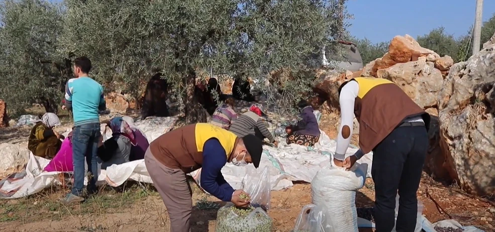 مشروع دعم مزارعي الزيتون الذي تنفذه منظمة طريق الحرير في ريف إدلب