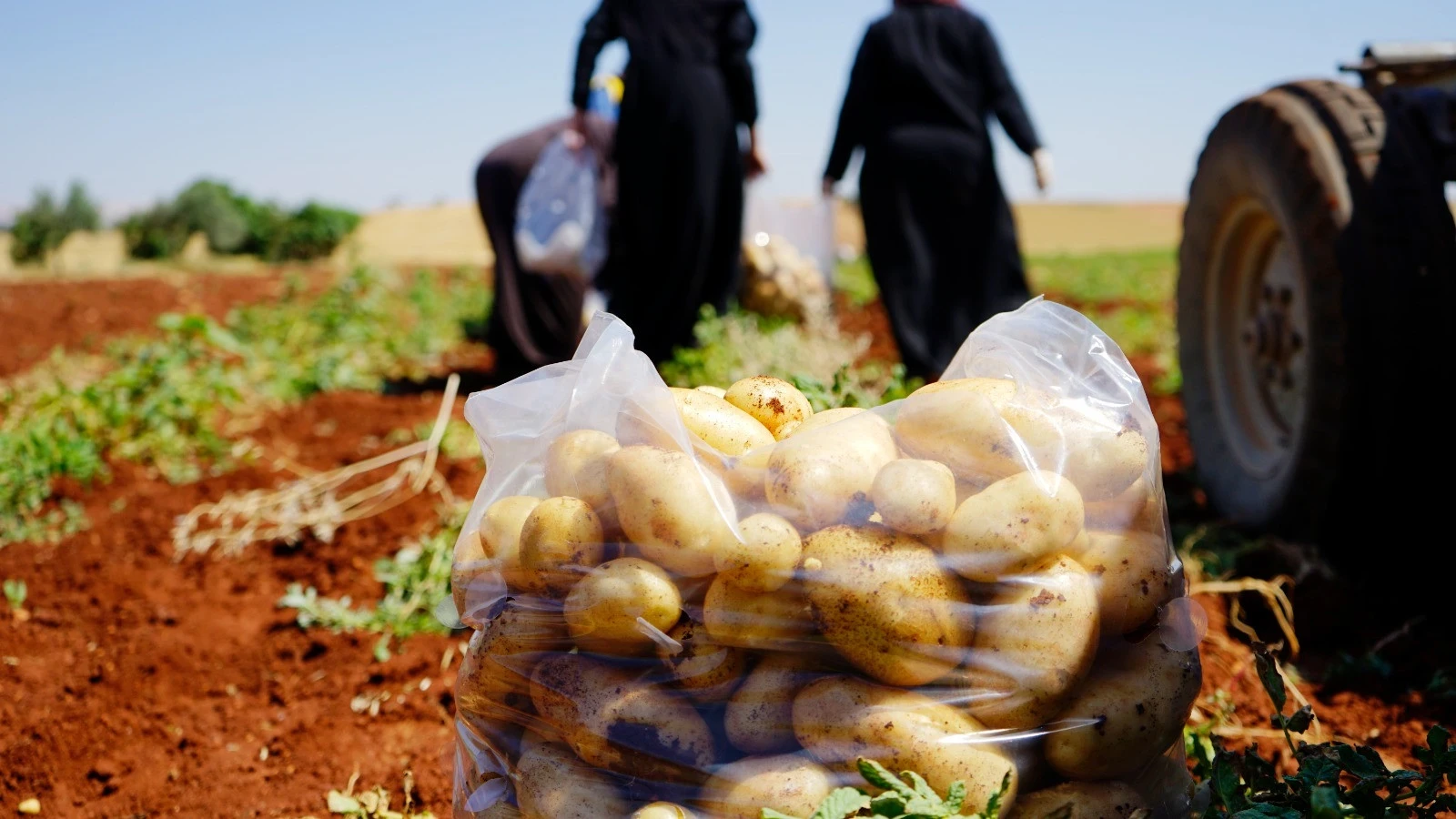 بدء جمع محصول البطاطا من حقول المزارعين