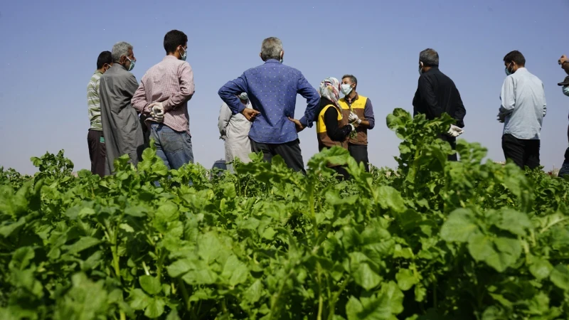 الأيام الحقلية في مشروع دعم مزارعي البطاطا في ريف #حلب وريف #إدلب تهدف إلى إغناء معلومات المزارعين عن زراعة البطاطا بهدف رفع سوية إنتاج المحاصيل والحصول على نتائج أفضل