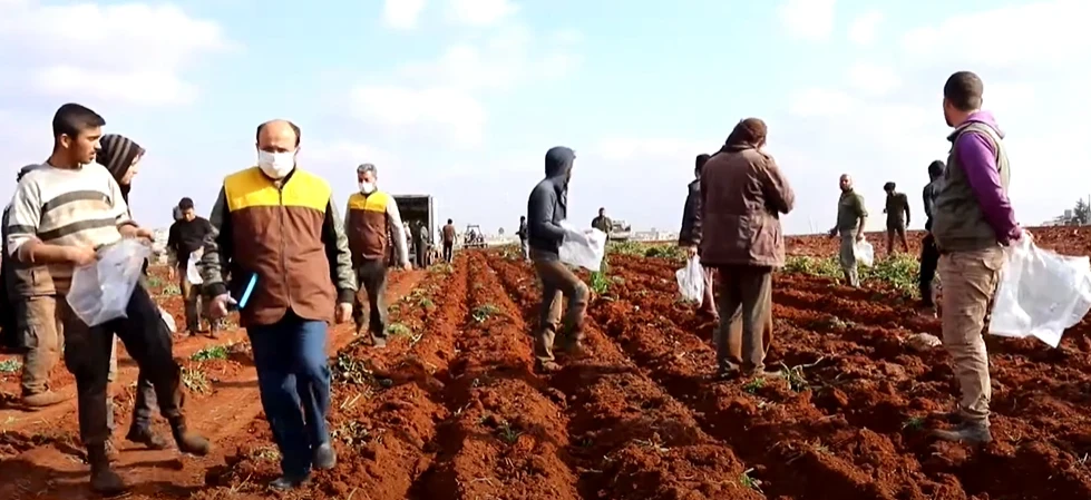 مرحلة جمع محصول البطاطا من أراضي المزارعين - طريق الحرير