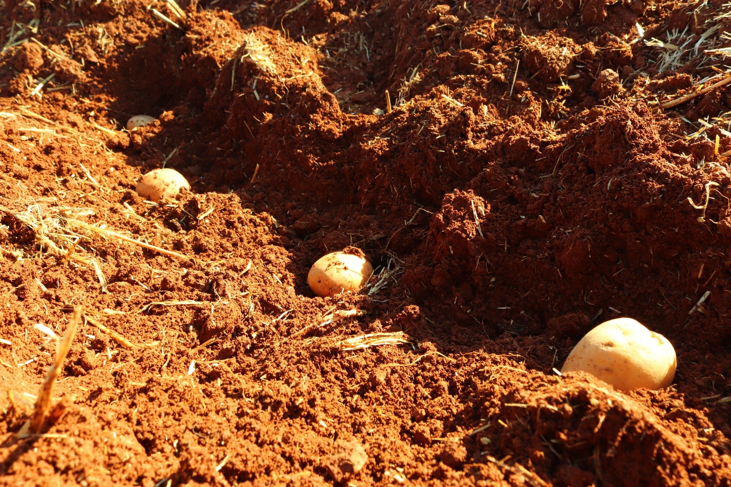 بدء المزارعين بمرحلة بذار البطاطا ضمن مشروع دعم مزارعي البطاطا