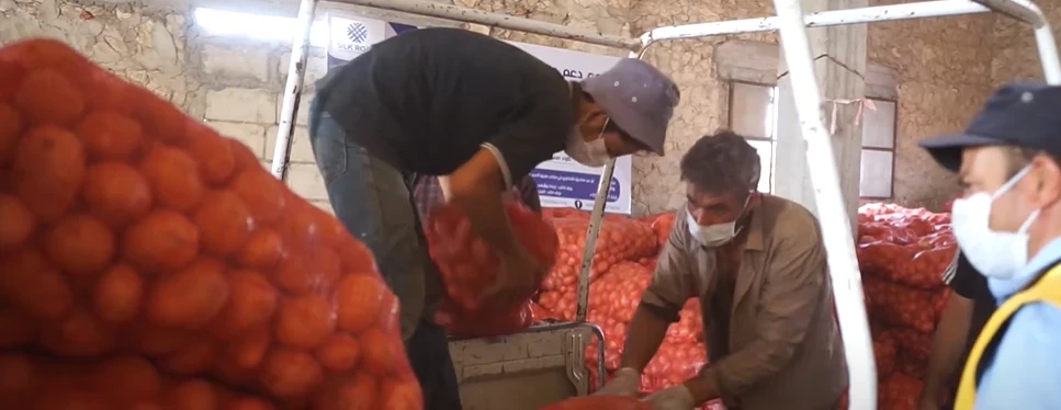 توزيع بذور البطاطا على المزارعين وبدء عملية الزراعة - طريق الحرير