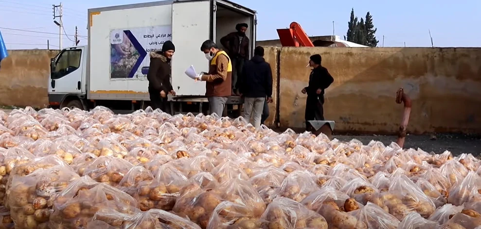 توزيع محصول البطاطا على العائلات المستفيدة - طريق الحرير