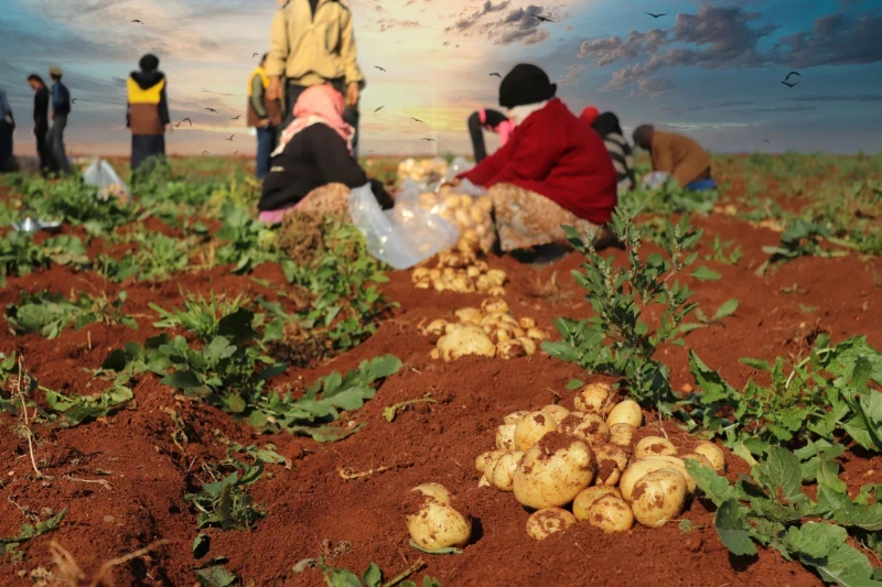 عملية جمع البطاطا في أراضي المزارعين المستفيدين من مشروع دعم مزارعي البطاطا في ريفي حلب و إدلب