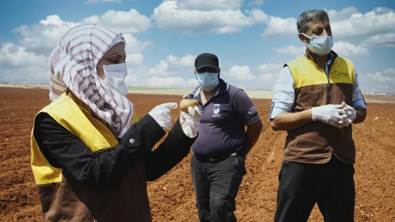 بدء الأيام الحقلية لمزارعي البطاطا