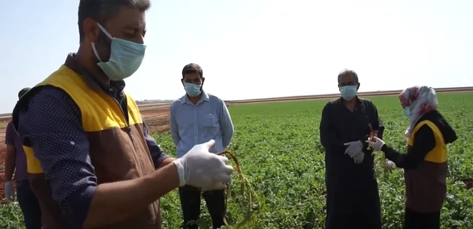 النشاطات و التدريبات ضمن الأيام الحقلية في مشروع دعم مزارعي البطاطا في ريفي حلب و إدلب