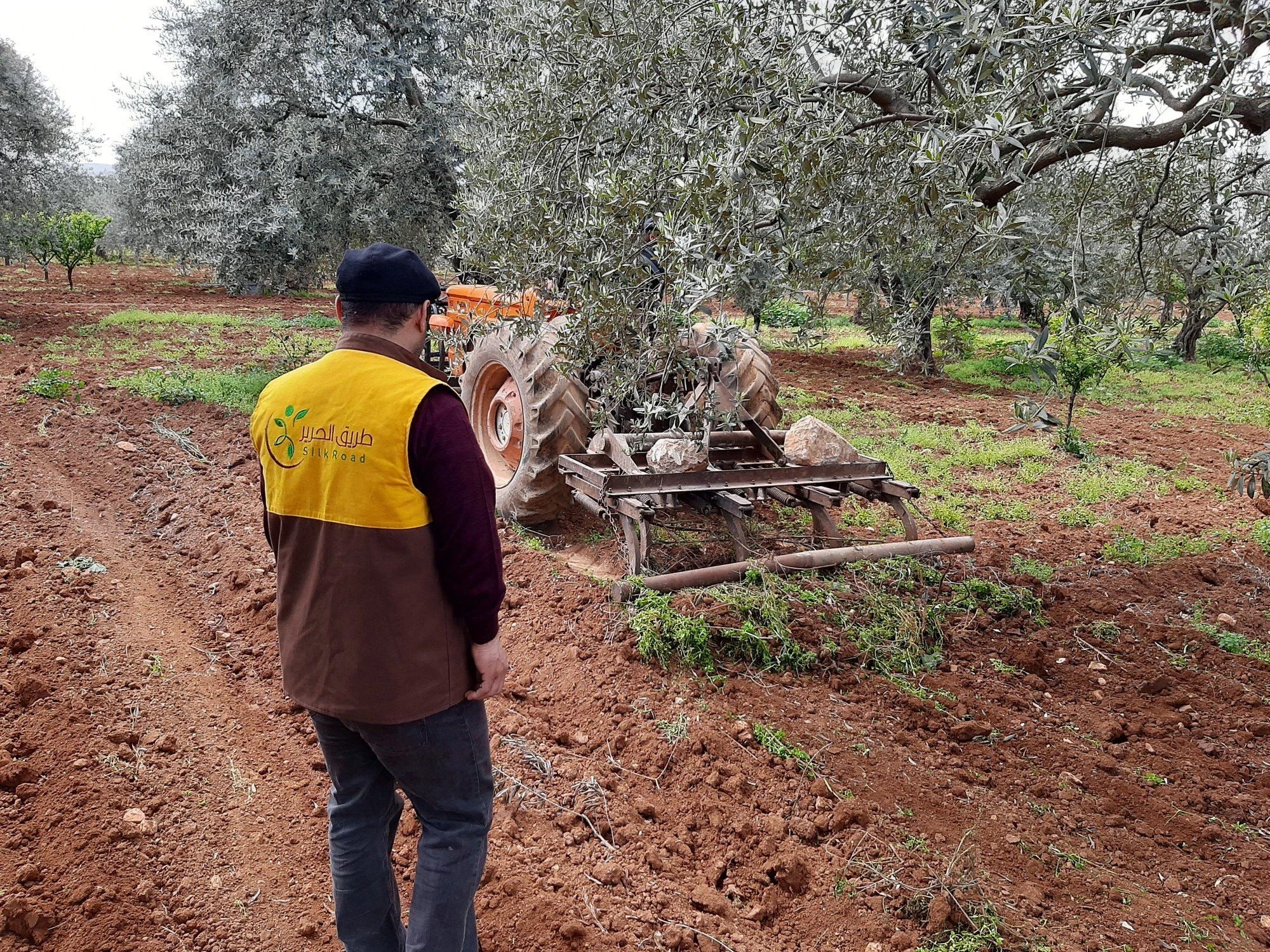 تقديم الخدمات الزراعية لمزارعي الزيتون في مجتمعات حارم