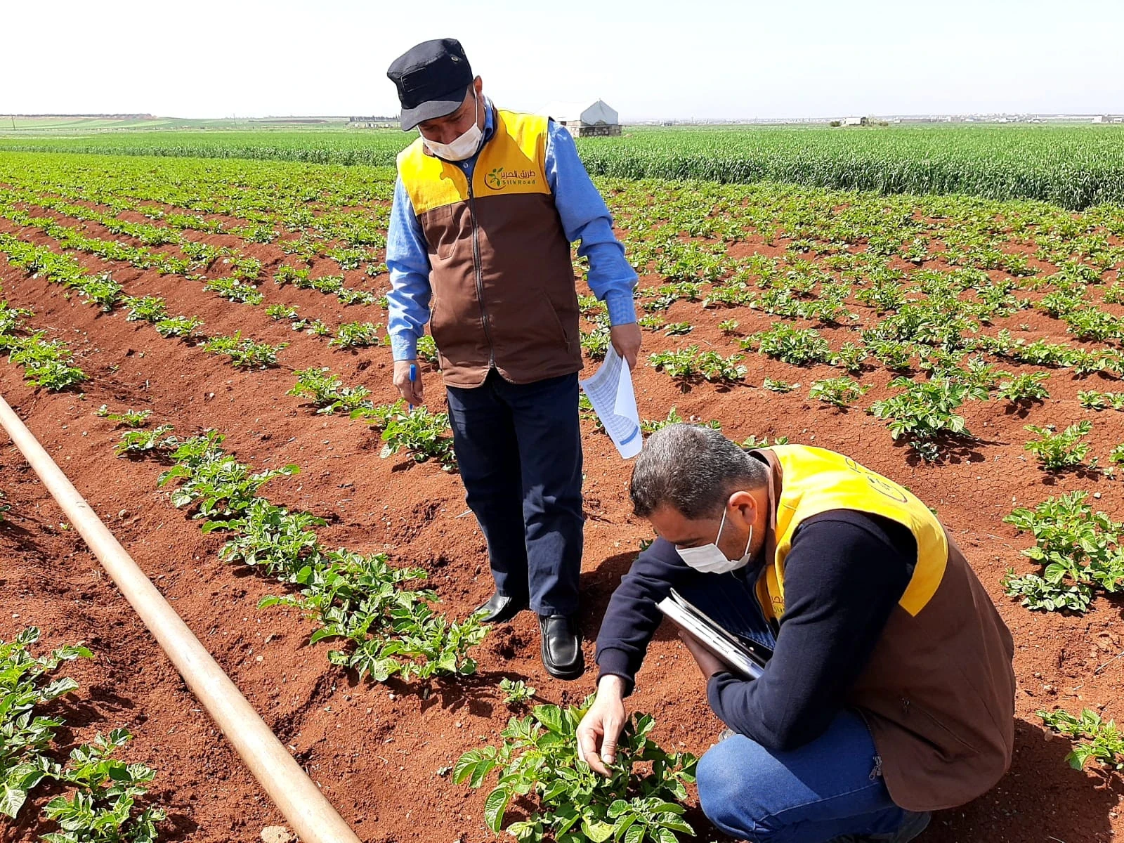 الزيارات الحقلية الدورية على حقول المزارعين المستفيدين