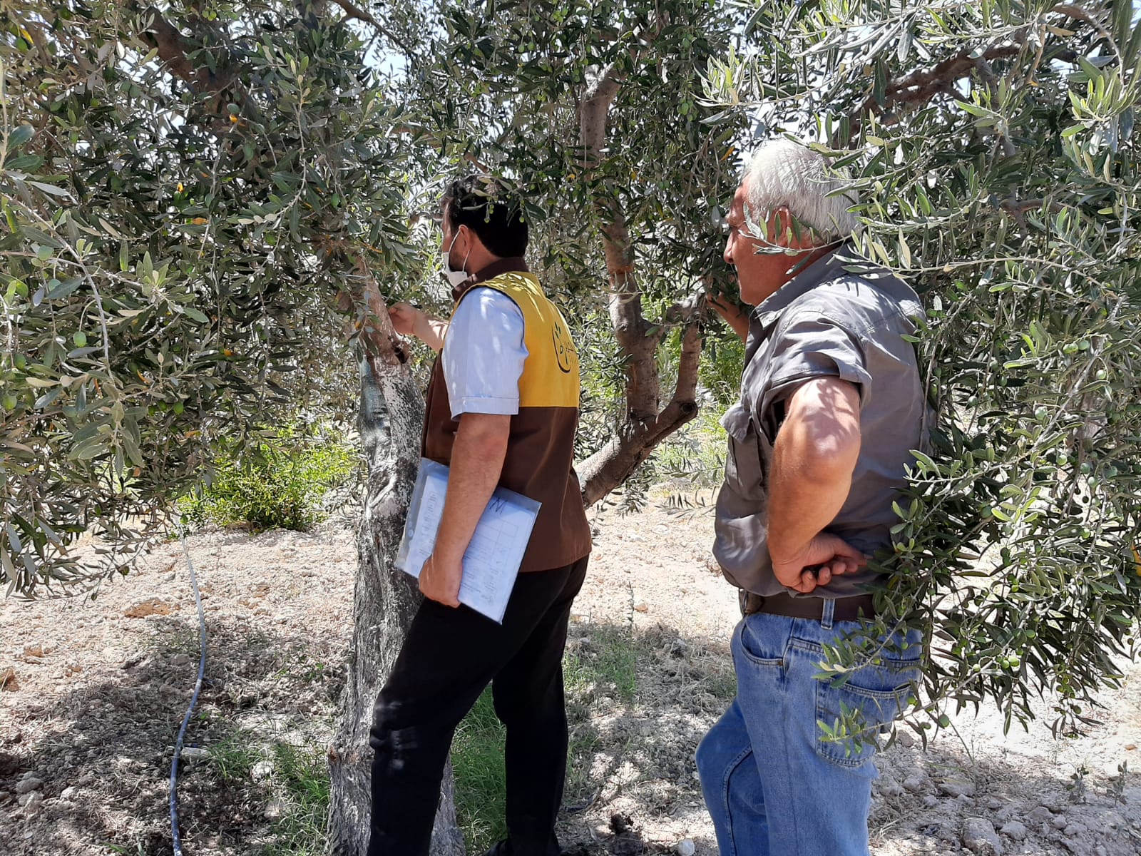 Field visits to the beneficiaries within the project to support olive farmers